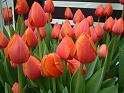 Tulip Orange 'Adrem' 